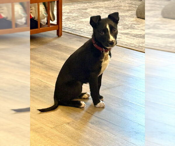 Medium Photo #3 Border Collie-Unknown Mix Puppy For Sale in Genesee, WI, USA