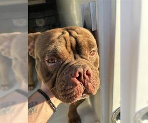 Bulldog Dogs for adoption in Houston, TX, USA