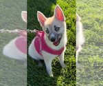 Small #1 Pomsky