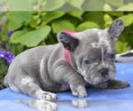 Small #1 French Bulldog