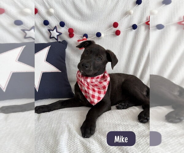 Medium Photo #6 Labrador Retriever-Unknown Mix Puppy For Sale in Lakewood, CO, USA