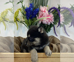 Small Photo #4 Pomsky Puppy For Sale in ROCKFORD, IL, USA