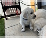Small Photo #1 English Cream Golden Retriever Puppy For Sale in BEND, OR, USA
