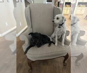Poodle (Miniature) Puppy for sale in RIO RANCHO, NM, USA