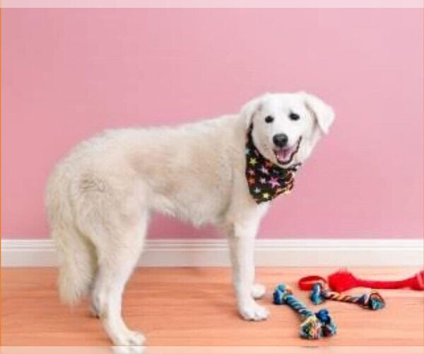 Medium Photo #3 Great Pyrenees Puppy For Sale in Dallas, TX, USA