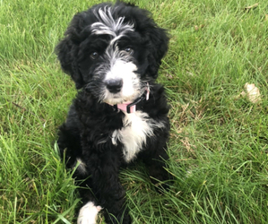 Miniature Bernedoodle Puppy for sale in CHICAGO, IL, USA
