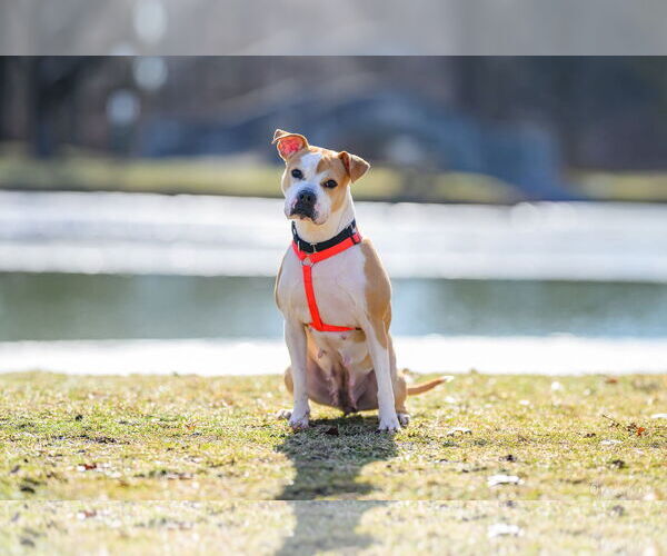 Medium Photo #8 American Pit Bull Terrier-Unknown Mix Puppy For Sale in Germantown, OH, USA