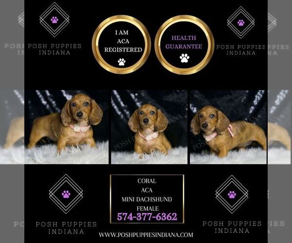 Medium Photo #2 Dachshund Puppy For Sale in WARSAW, IN, USA