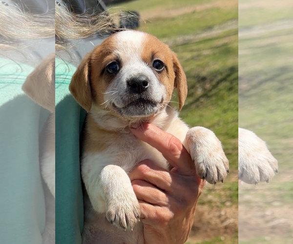 Medium Photo #1 Australian Shepherd-Unknown Mix Puppy For Sale in Green Forest, AR, USA