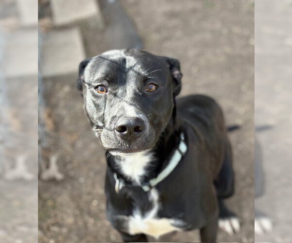 Medium Photo #1 Labrador Retriever Puppy For Sale in Tulsa, OK, USA