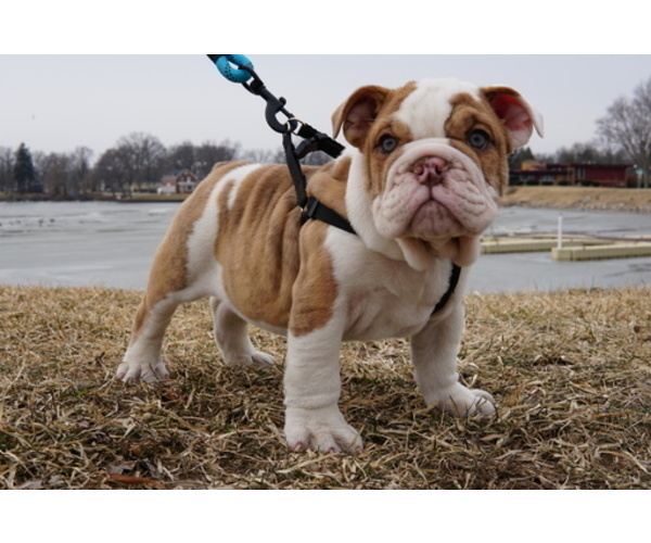 Medium Photo #3 English Bulldog Puppy For Sale in HOBART, IN, USA