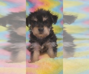 Medium Yorkshire Terrier