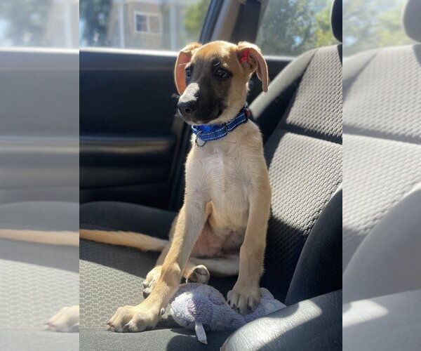 Medium Photo #3 Mutt Puppy For Sale in Brewster, NY, USA