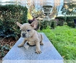 Small #144 French Bulldog