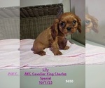 Puppy lily Cavalier King Charles Spaniel