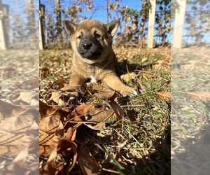Shiba Inu Puppy for sale in HARRODSBURG, KY, USA