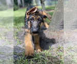 Small #317 German Shepherd Dog