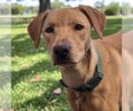 Small #1 Labrador Retriever Mix