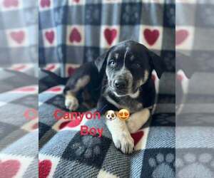 Alaskan Malamute Dogs for adoption in Aurora, IN, USA