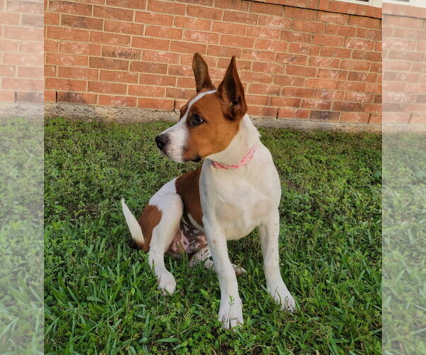 Medium Photo #2 Boxer-Pointer Mix Puppy For Sale in Missouri City, TX, USA