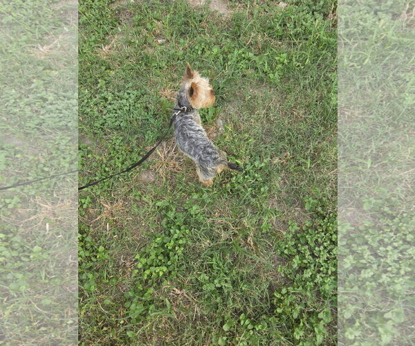 Medium Photo #4 Mutt Puppy For Sale in Spring, TX, USA