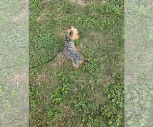Teddy - Male Mutt Dog for Adoption - Photo #4