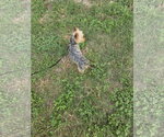 Small Photo #4 Mutt Puppy For Sale in Spring, TX, USA