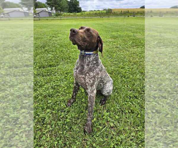 Medium Photo #1 German Shorthaired Pointer Puppy For Sale in COLUMBIA, KY, USA