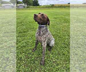 Father of the German Shorthaired Pointer puppies born on 05/15/2025