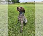 Small Photo #1 German Shorthaired Pointer Puppy For Sale in COLUMBIA, KY, USA