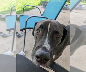 Turk - Male Great Dane-Labrador Retriever Mix Dog for Adoption - Photo #7
