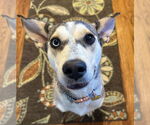 Small #2 Huskies  Mix