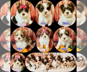 Yorkshire Terrier Puppy for sale in MANKATO, MN, USA