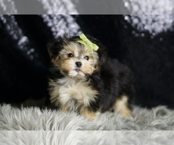 Medium Photo #6 Morkie Puppy For Sale in WARSAW, IN, USA