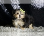 Small #5 Morkie