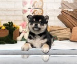 Small Photo #11 Shiba Inu Puppy For Sale in LOS ANGELES, CA, USA