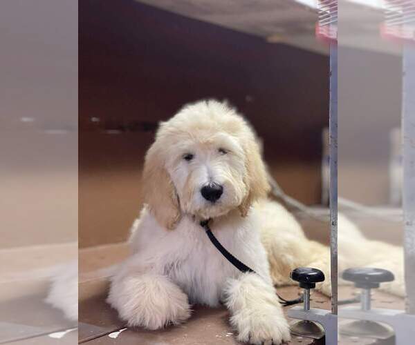 Medium Photo #3 Goldendoodle Puppy For Sale in SULLIVAN, MO, USA
