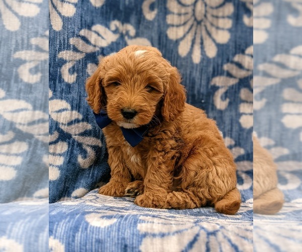 Medium Photo #1 Goldendoodle-Poodle (Miniature) Mix Puppy For Sale in LINCOLN UNIV, PA, USA