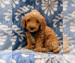 Small Photo #1 Goldendoodle-Poodle (Miniature) Mix Puppy For Sale in LINCOLN UNIV, PA, USA