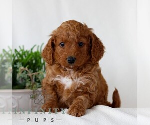 Goldendoodle (Miniature) Puppy for sale in NARVON, PA, USA