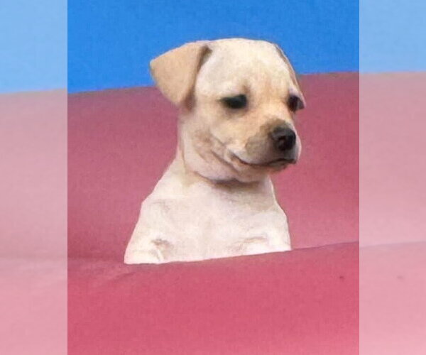 Medium Photo #10 Chihuahua-Unknown Mix Puppy For Sale in New York, NY, USA