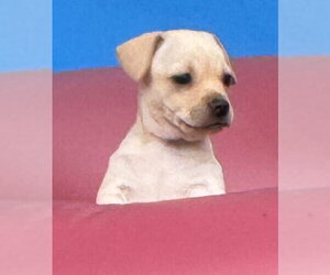 Cookie (AL) - Female Chihuahua-Unknown Mix Dog for Adoption - Photo #10