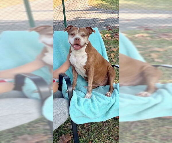 Medium Photo #17 American Pit Bull Terrier Puppy For Sale in Weston, FL, USA