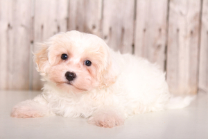 Biton Puppy for sale in MOUNT VERNON, OH, USA