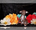 Puppy Symbra Chihuahua