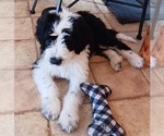 Small Photo #11 Border Collie-Sheepadoodle Mix Puppy For Sale in MARATHON, WI, USA