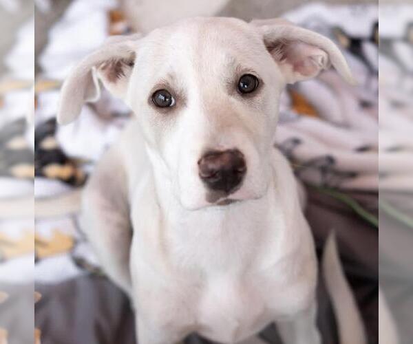 Medium Photo #5 Labrador Retriever-Unknown Mix Puppy For Sale in San Diego, CA, USA