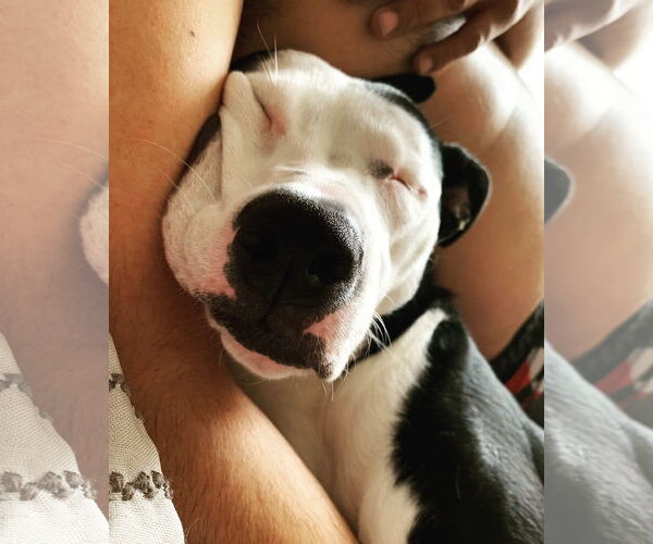 Medium Photo #4 American Pit Bull Terrier-Unknown Mix Puppy For Sale in Denton, TX, USA