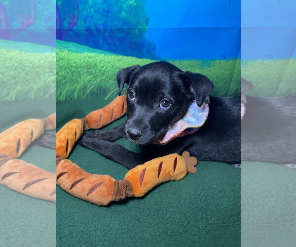 Medium Photo #2 Labsky Puppy For Sale in Hillsboro, MO, USA