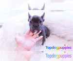 Small Photo #4 French Bulldog Puppy For Sale in FULLERTON, CA, USA